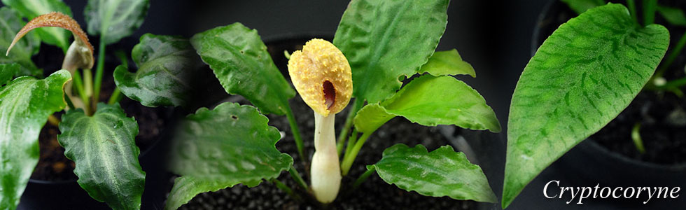 クリプトコリネ