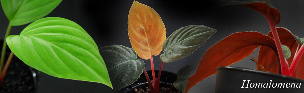 ホマロメナなどのジャングル植物