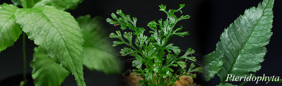 ボルビティス、ミクロソリウム