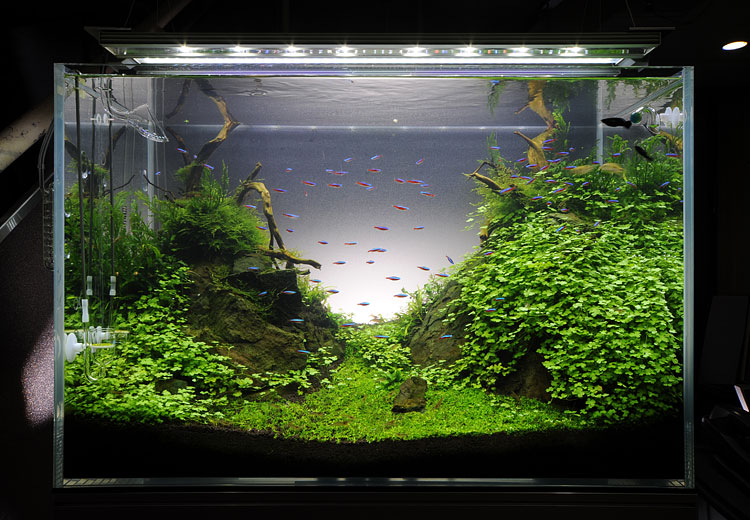 メンテナンスのご案内 水草 熱帯魚 熱帯植物 ネイチャーアクアリウム Nature