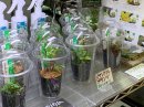 画像: 熱帯魚、水草、侘び草、Bioみずくさの森、ジャングルプランツなど入荷しました。