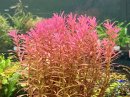 画像: 熱帯魚、水草、メダカ、ウーパー、侘び草、水草の森など入荷しました。