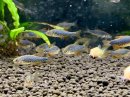 画像: 熱帯魚、水草、海水魚、メダカ、カニ、エビ、ウーパー、侘び草、水草の森など入荷しました。