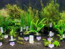 画像: 熱帯魚、水草、侘び草、Bioみずくさの森、レイアウト素材など入荷しました。