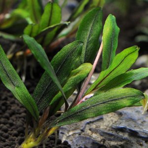 画像: ブセファランドラ Bucephalandra sp. "クアラクアヤン type1"