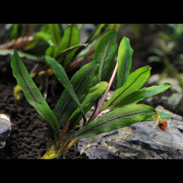 画像1: ブセファランドラ<br>Bucephalandra sp. "クアラクアヤン type1" (1)