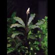 画像2: ブセファランドラ Bucephalandra sp. "Kedagang"  (2)