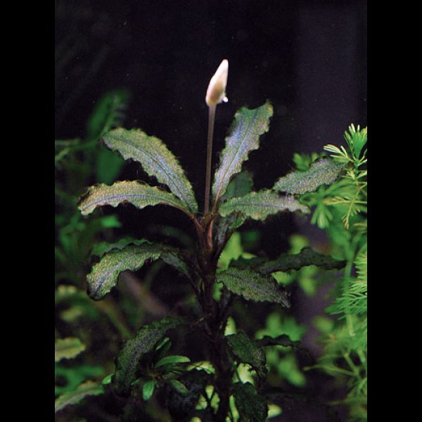 画像2: ブセファランドラ<br>Bucephalandra sp. "Kedagang"  (2)