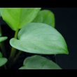 画像2: ホマロメナ Homalomena sp. "Silver Leaf"  (2)