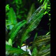 画像1: クリプトコリネ・アフィニス Cry. affinis variegata "Kuala Lipis" (1)