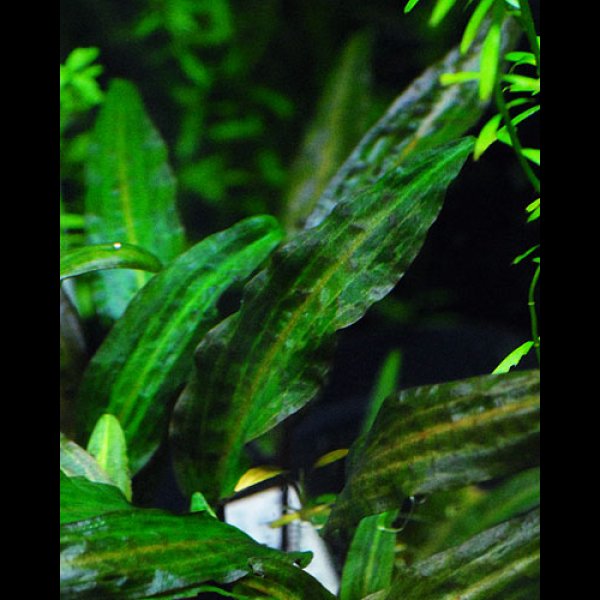 画像1: クリプトコリネ・アフィニス<br>Cry. affinis variegata "Kuala Lipis" (1)