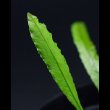 画像1: ミクロソリウム Microsorium sp. "Soft Leaf" (1)