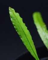 画像: ミクロソリウム Microsorium sp. "Soft Leaf"