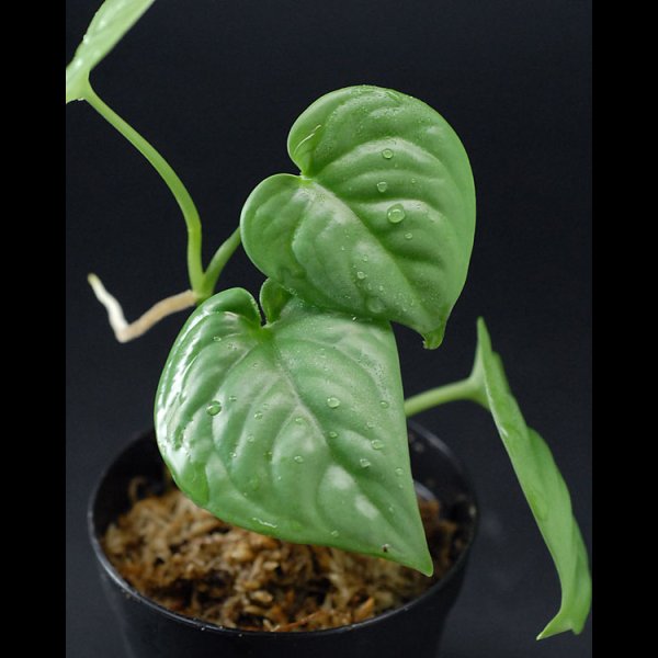 画像2: スキンダプサス<br>Scindapsus sp. "乳白色" (2)