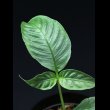 画像1: オフィオリザ Ophiorrhiza sp. "Selangor" (1)