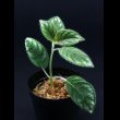 画像1: ラフィオカルパス  Raphiocarpus petelotii "Viet Nam" (1)