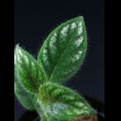 画像2: ラフィオカルパス  Raphiocarpus petelotii "Viet Nam" (2)