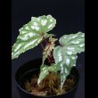 画像1: ベゴニア・ラルエイ Begonia laruei "Sumatera" (1)