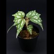 画像2: ベゴニア・ラルエイ Begonia laruei "Sumatera" (2)