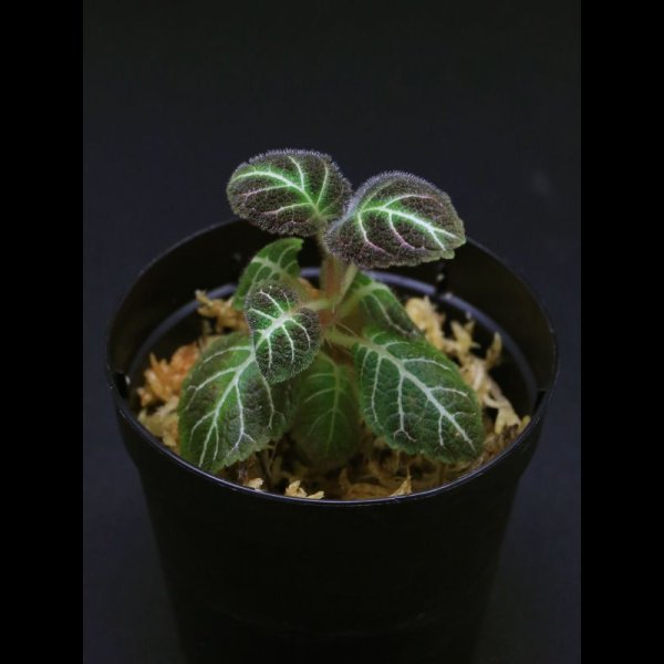 画像1: ペアルケア・ヒポキルティフローラ  <br>Pearcea hypocyrtiflora (1)