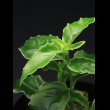 画像1: ツル性植物（白縁）  "Smatra barat" (1)