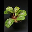 画像2: ベゴニア・ブランシー  Begonia blancii "Palawan" (2)