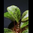 画像1: ベゴニア・ブランシー  Begonia blancii "Palawan" (1)