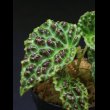 画像1: ベゴニア  Begonia sp. "kapuas hulu" (1)