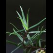 画像1: フレイキネティア  Freycinetia sp. Sumatera (1)