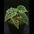 画像2: ベゴニア  Begonia sp. "kapuas hulu" (2)
