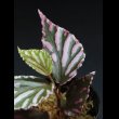 画像1: ベゴニア  Begonia sp. "Julau"（ぼっち株） (1)