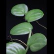 画像1: ラフィドフォラ  Rhaphidophora sp. "Nanga pinoh" 白葉 (1)