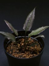 画像: クリプトコリネ・sp. Cry. sp. "Sekadau Brown"