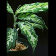 画像1: アグラオネマ  Aglaonema pictum tricolor "Sibolga SS" Lサイズ (1)