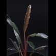 画像1: ホマロメナ  Homalomena sp. "Narrow Leaf Red" (1)