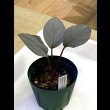 画像2: ホマロメナ  Homalomena sp. "Platinum Velvet"  (2)
