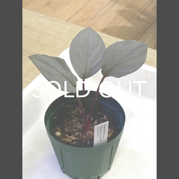 画像2: ホマロメナ <br>Homalomena sp. "Platinum Velvet"  (2)