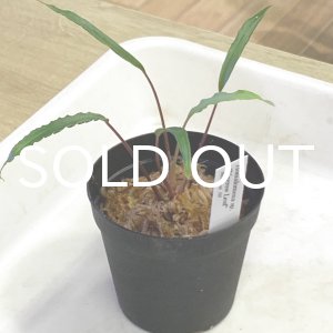 画像: ホマロメナ  Homalomena sp. "Narrow Leaf" Sulawesi AS