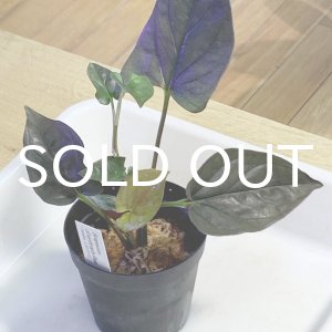 画像: シンゴニウム  Syngonium cf.erythrophyllum Colombia