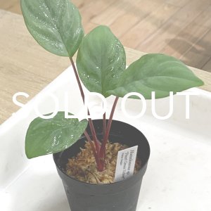画像: ホマロメナ  Homalomena sp. "Pearl Green Velvet" Pulau Lingga