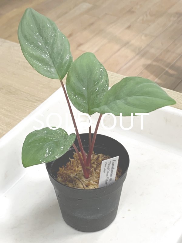 画像1: ホマロメナ <br>Homalomena sp. "Pearl Green Velvet" Pulau Lingga (1)
