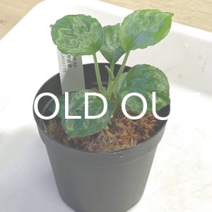 画像: ホマロメナ  Homalomena sp. "Solok" 小型波葉 Sumatera