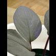 画像1: ホマロメナ  Homalomena sp. "Platinum Velvet"  (1)