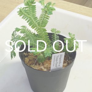 画像: セラジネラ  Selaginella sp. "Nanga Pinoh" Kalimantan Barat