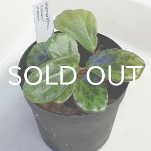 画像: ベゴニア  Begonia blancii "Palawan" Philippines
