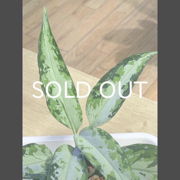 画像2: アグラオネマ <br>Aglaonema pictum Aceh S16 (2)