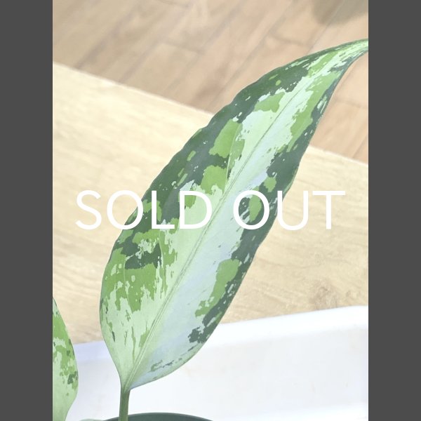 画像3: アグラオネマ <br>Aglaonema pictum Aceh S16 (3)