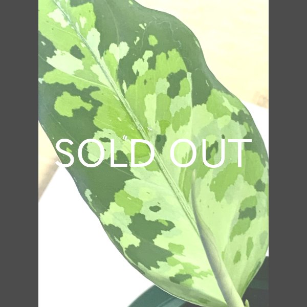 画像3: アグラオネマ <br>Aglaonema pictum Aceh S15 (3)