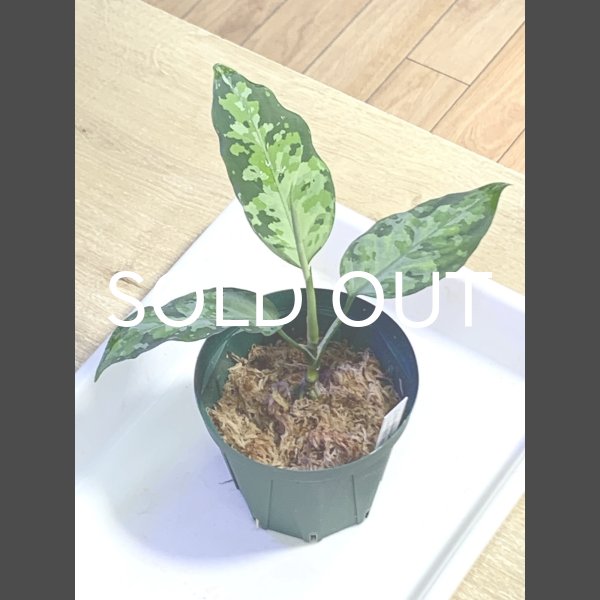画像1: アグラオネマ <br>Aglaonema pictum Aceh S15 (1)