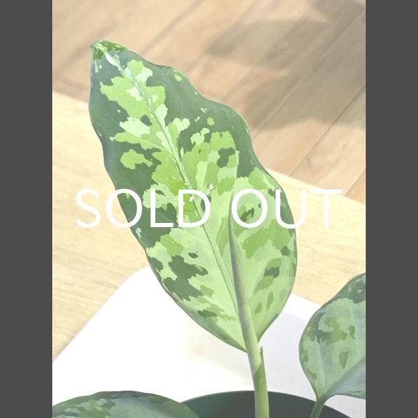 画像2: アグラオネマ <br>Aglaonema pictum Aceh S15 (2)